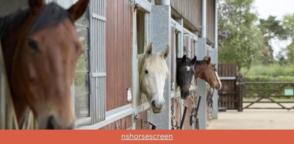 nshorsescreen